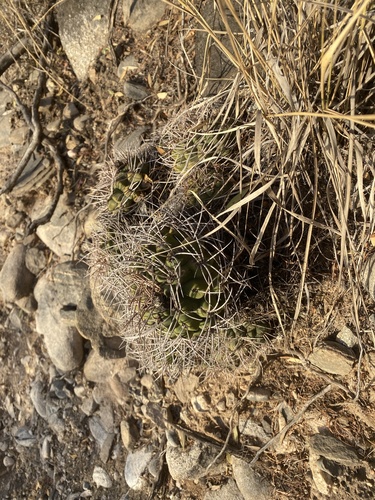 Gymnocalycium nigriareolatum