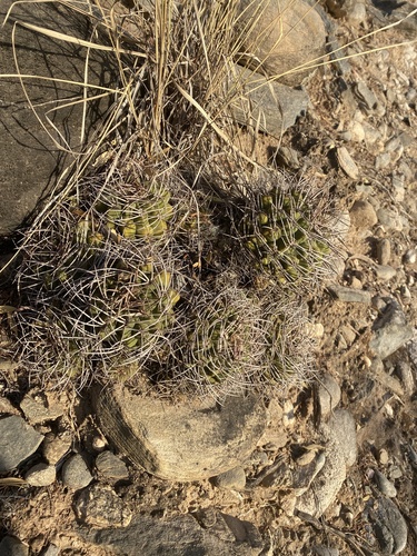Gymnocalycium nigriareolatum