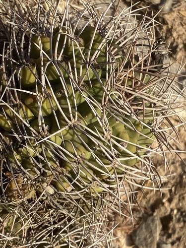 Gymnocalycium nigriareolatum