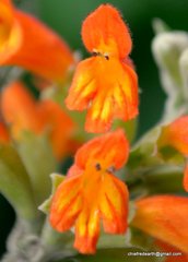 Colquhounia coccinea