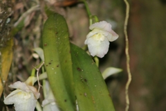 Rodriguezia granadensis