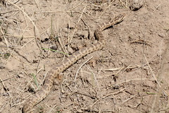 Gloydius halys cognatus