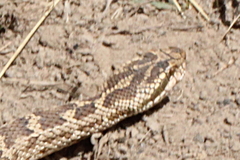 Gloydius halys cognatus