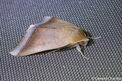 Ophiusa trapezium