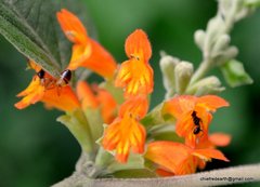 Colquhounia coccinea