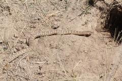 Gloydius halys cognatus