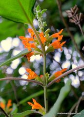 Colquhounia coccinea