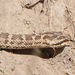 Alashan Pitviper - Photo (c) Pete Woodall, some rights reserved (CC BY-NC), uploaded by Pete Woodall