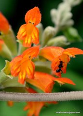 Colquhounia coccinea