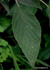 Colquhounia coccinea