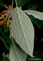 Colquhounia coccinea