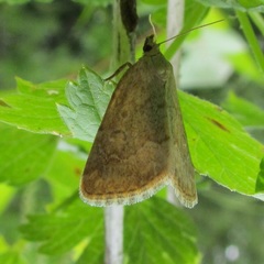 Protodeltote albidula