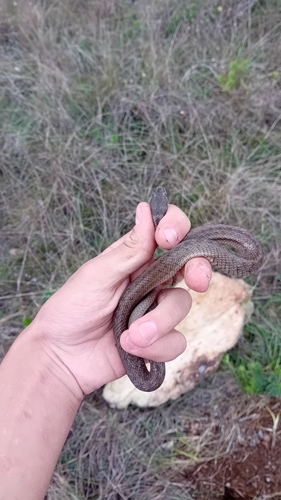 Iberian False Smooth Snake, Portugal, photo 8 of 10