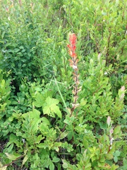 Castilleja hispida hispida