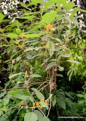 Colquhounia coccinea