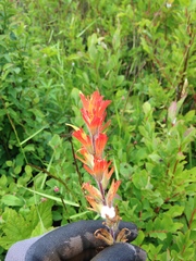 Castilleja hispida hispida