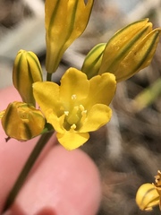 Triteleia crocea