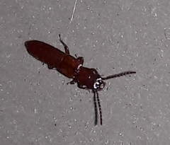 Piestinae