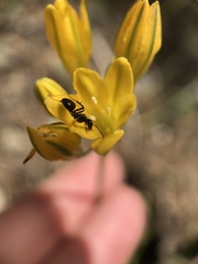 Triteleia crocea