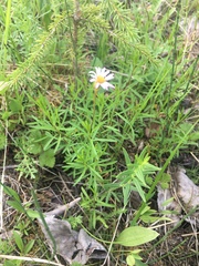 Erigeron hyssopifolius