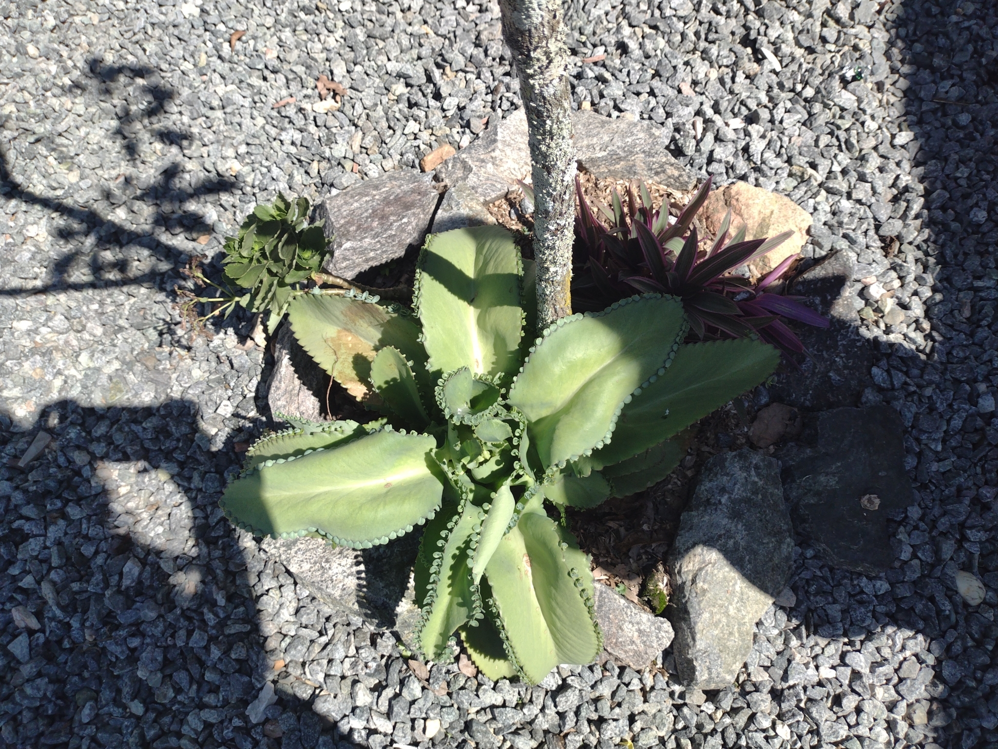 Kalanchoe laetivirens