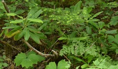 Rhododendron macrophyllum