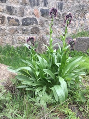 Solenanthus stamineus