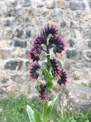 Solenanthus stamineus