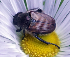 Strigoderma arbicola
