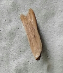 Mesophleps adustipennis