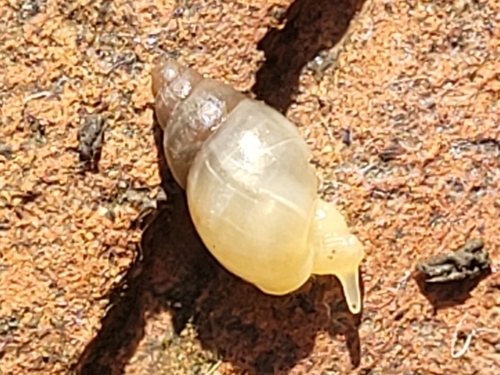 Leptinaria