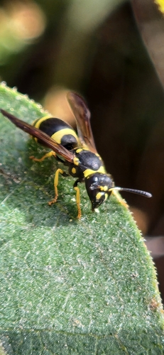 European tube wasp photo 4