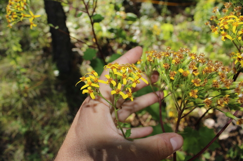 Image of Roldana hartwegii by (c) Rodolfo Maximiliano Gutiérrez-Sánchez, some rights reserved (CC BY)