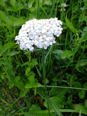 Achillea impatiens