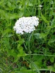 Achillea impatiens