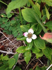 Cornus unalaschkensis