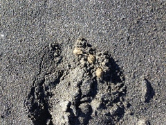 Oryctolagus cuniculus cuniculus