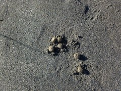 Oryctolagus cuniculus cuniculus