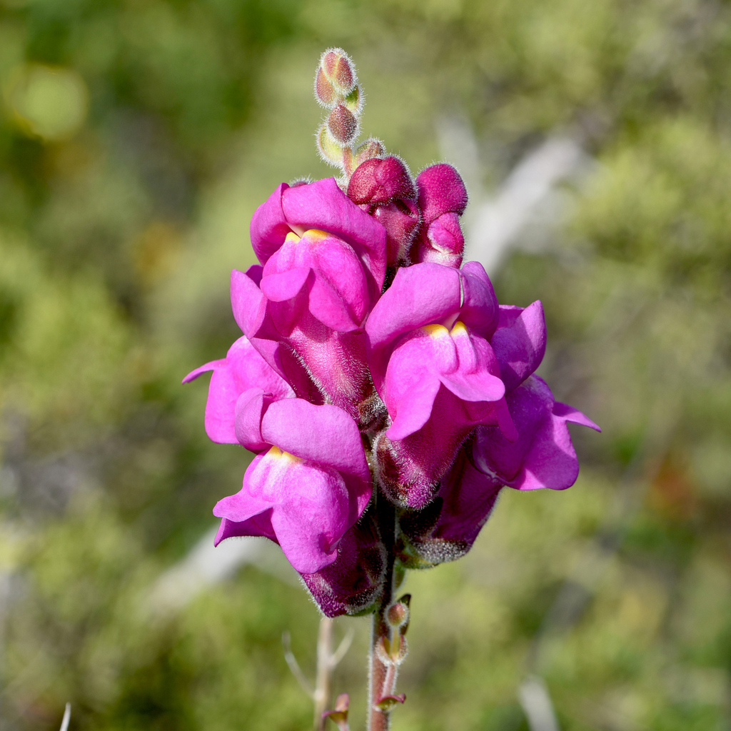 Snapdragon Complex