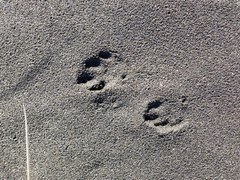 Oryctolagus cuniculus cuniculus