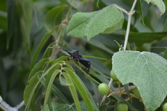 Acanthocephala thomasi