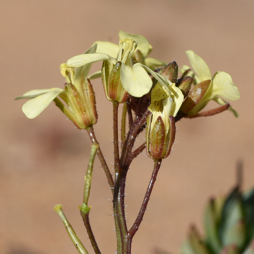 Diplotaxis siifolia