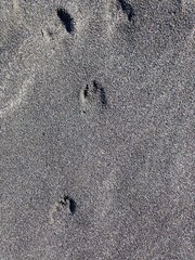 Oryctolagus cuniculus cuniculus