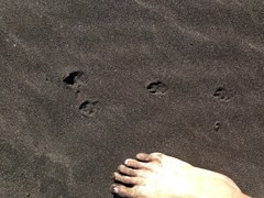 Oryctolagus cuniculus cuniculus