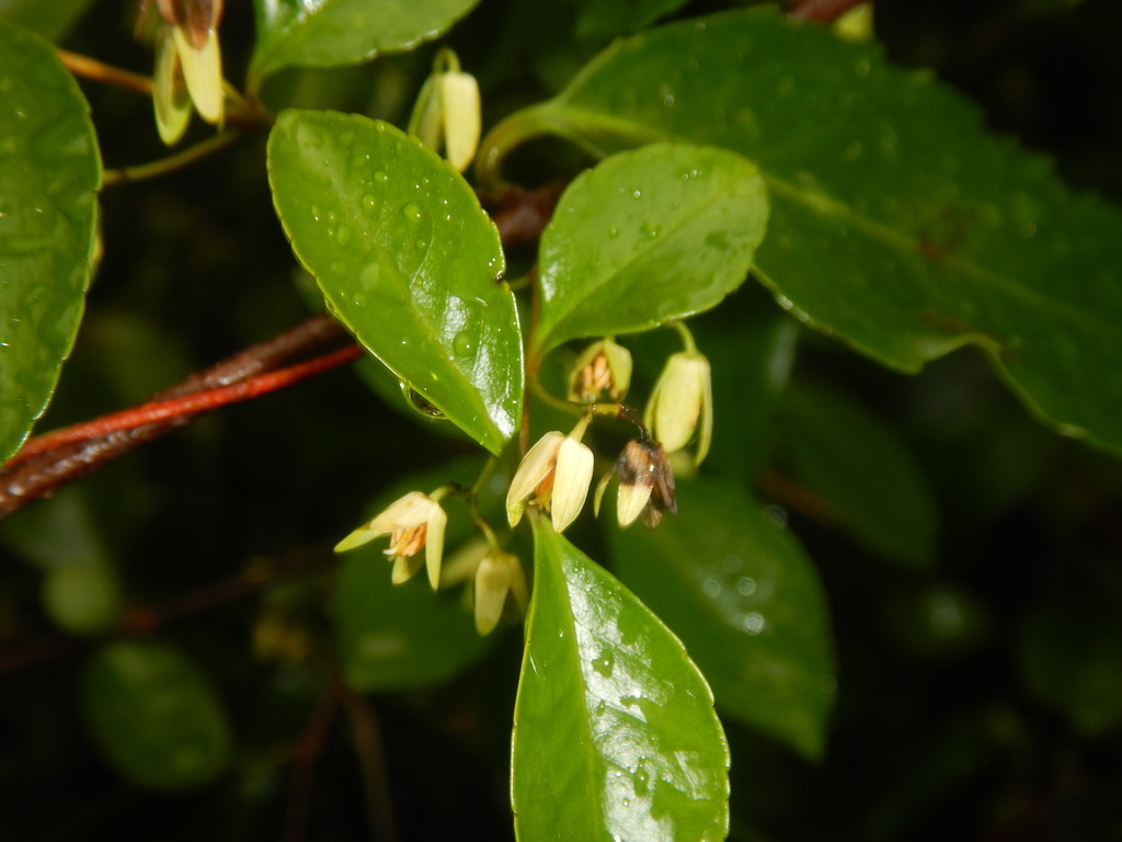 Aphanopetalum resinosum (Aphanopetalum resinosum)