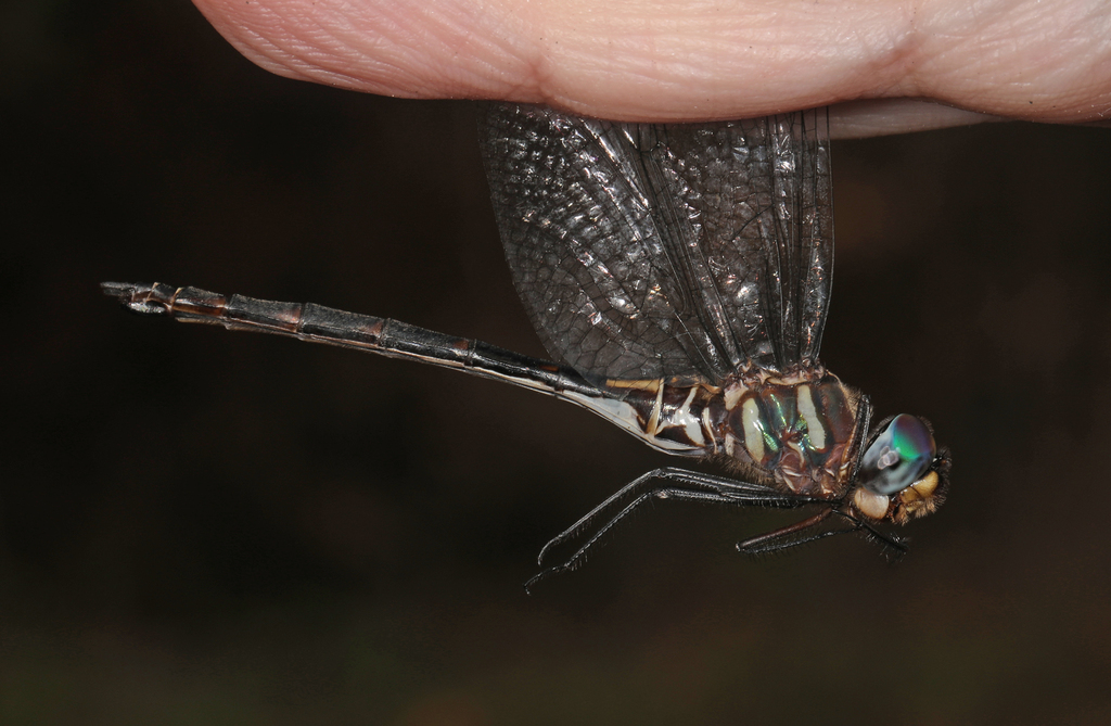 Texas Emerald