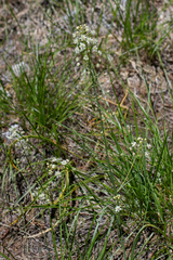 Toxicoscordion micranthum