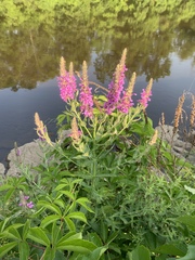 Lythrum salicaria