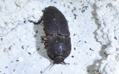 Agrypninae