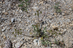 Lomatium macrocarpum